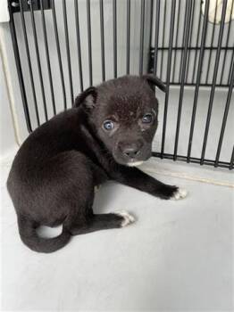 Rescue Labrador Retriever Dogs for Adoption in Houston, Texas - A645462 | PetCurious
