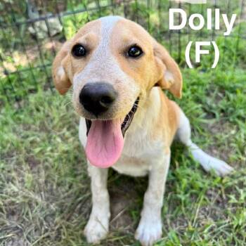 Dolly -  Hound and Labrador Retriever Dog for Adoption in Wadena, Minnesota - Dolly | PetCurious