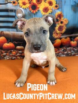 Pigeon -  American Staffordshire Terrier and Pit Bull Terrier Dog for Adoption in Toledo, Ohio - Pigeon | PetCurious