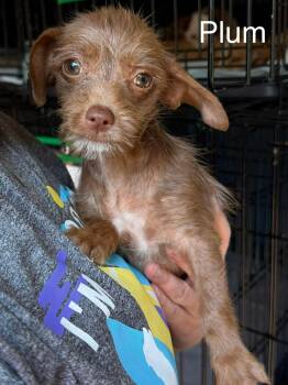 Cairn Terrier and Chihuahua Dogs Available for Adoption in New Baltimore, Michigan - Plum | PetCurious