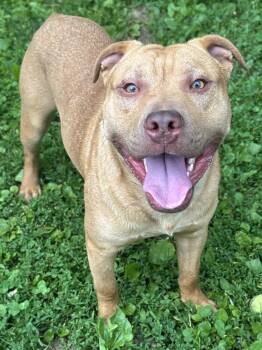 Sheldon -  Terrier Dog for Adoption in Anderson, Indiana - Sheldon | PetCurious