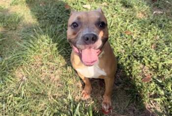 MIMI -  Staffordshire Bull Terrier and Mixed Breed Dog for Adoption in Houston, Texas - MIMI | PetCurious