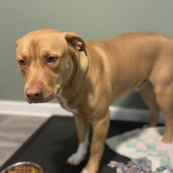 Mixed Breed Dogs Available for Adoption - Booker | PetCurious