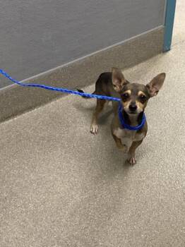 HUFFLEPUFF -  Chihuahua Dog for Adoption in Las Vegas, Nevada - HUFFLEPUFF | PetCurious