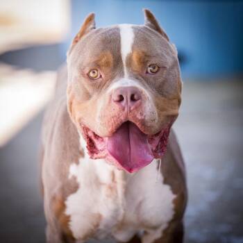 Shrek -  American Bully Dog for Adoption in Twentynine Palms, California - Shrek | PetCurious
