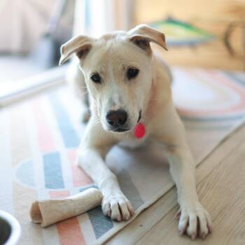 Gwen -  Labradoodle Dog Available for Adoption in San Diego, California - Gwen | PetCurious