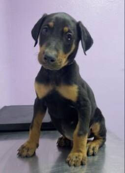 Doberman Pinscher and Mixed Breed Dogs Available for Adoption in El Paso, Texas - 60794356 | PetCurious
