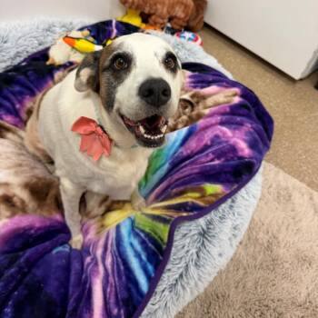 Abigail -  Mixed Breed Dog for Adoption in Titusville, Florida - Abigail | PetCurious