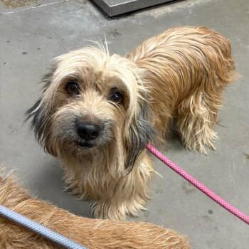 Lisp -  Mixed Breed Dog for Adoption in Yuma, Arizona - Lisp | PetCurious