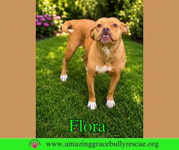 Pit Bull Terrier Dogs Available for Adoption in Pensacola, Florida - Flora | PetCurious