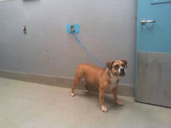 Rescue Pit Bull Terrier and Mixed Breed Dogs for Adoption in Las Vegas, Nevada - LINDA SUE | PetCurious