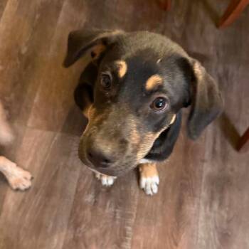 German Shepherd Dog and Terrier Dogs Available for Adoption in Bloomfield, Connecticut - Peanut | PetCurious
