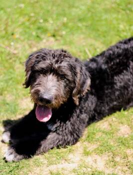 Basset Hound and Labradoodle Dogs Available for Adoption in Battle Creek, Michigan - Shafer | PetCurious