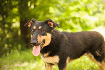 German Shepherd Dog Dogs Available for Adoption in Gradyville, Kentucky - Silo | PetCurious