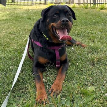 Bear -  Rottweiler Dog for Adoption in Murray, Utah - Bear | PetCurious