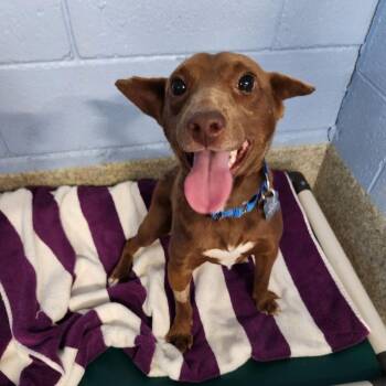 Rusty -  Feist and Mixed Breed Dog for Adoption in Falls Church, Virginia - Rusty | PetCurious