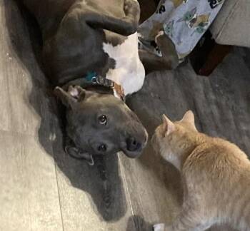 Joy -  American Staffordshire Terrier Dog for Adoption in Decatur, Georgia - Joy | PetCurious