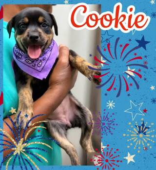 Cookie -  Rottweiler and Labrador Retriever Dog for Adoption in Ringwood, New Jersey - Cookie | PetCurious