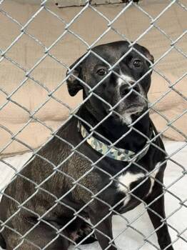 Mixed Breed Dogs Available for Adoption - ChiChi | PetCurious