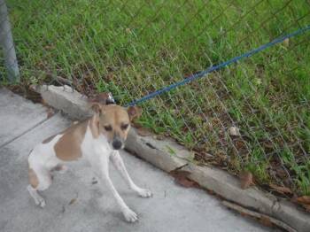 THEO -  Parson Russell Terrier and Mixed Breed Dog for Adoption in Doral, Florida - THEO | PetCurious