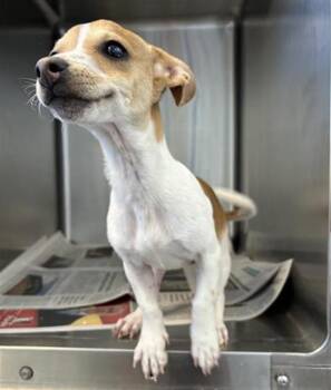Parson Russell Terrier Dogs Available for Adoption - TRIXIE | PetCurious
