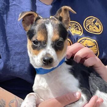 Cattle Dog Dogs Available for Adoption in West Des Moines, Iowa - Zara | PetCurious