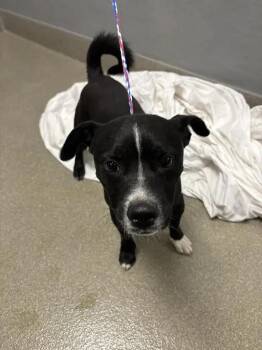 KENDALL -  Bull Terrier and Mixed Breed Dog for Adoption in Las Vegas, Nevada - KENDALL | PetCurious