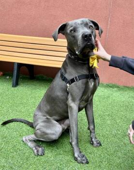 Pit Bull Terrier Dogs Available for Adoption - GOOSE | PetCurious