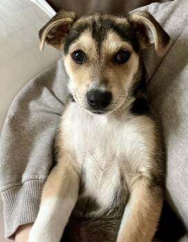 Hound Dogs Available for Adoption in Greenlawn, New York - Knox | PetCurious