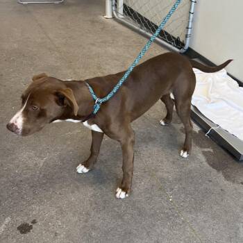 108145 -  Mixed Breed Dog for Adoption in Las Cruces, New Mexico - 108145 | PetCurious