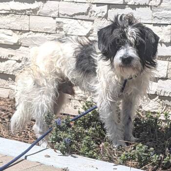 Mack - Chino Hills Location -  Poodle and Terrier Dog for Adoption in Chino Hills, California - Mack - Chino Hills Location | PetCurious