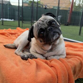 Pug Dogs Available for Adoption - Miles | PetCurious
