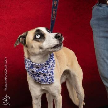 Sky -  Siberian Husky Dog for Adoption in Yucaipa, California - Sky | PetCurious