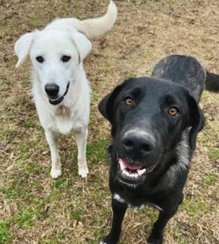 Rescue Labrador Retriever and Great Pyrenees Dogs for Adoption in Pflugerville, Texas - Sammie & Silver | PetCurious