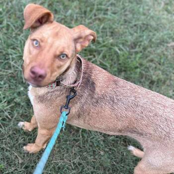Rescue Mixed Breed Dogs for Adoption in Fredericksburg, Virginia - Peanut | PetCurious