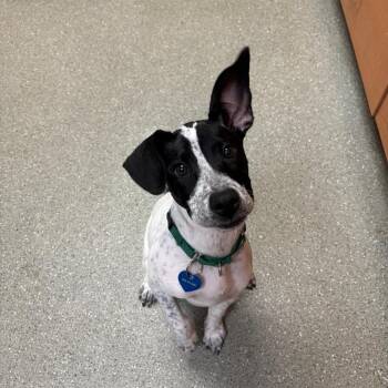 Jody -  Mixed Breed Dog for Adoption - Jody | PetCurious
