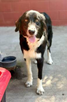 Gigi -  Border Collie and Great Pyrenees Dog for Adoption in Paso Robles, California - Gigi | PetCurious