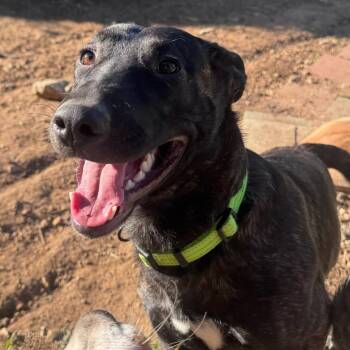 Bull Terrier and Dutch Shepherd Dogs Available for Adoption - Arya | PetCurious