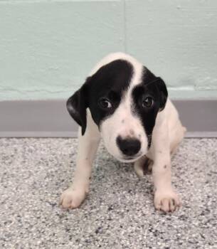 Terrier Dogs Available for Adoption in Athens, Tennessee - Kylie | PetCurious