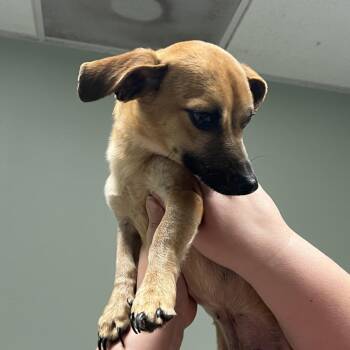 Bambi -  Chihuahua and Miniature Dachshund Dog for Adoption in Peachtree City, Georgia - Bambi | PetCurious