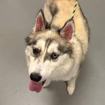 Mixed Breed Dogs Available for Adoption in Asheville, North Carolina - Fenney | PetCurious