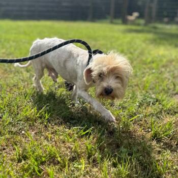PJ -  Maltese and Mixed Breed Dog for Adoption in Houston, Texas - PJ | PetCurious