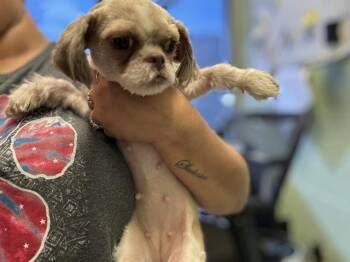 LUCIA -  Pekingese and Mixed Breed Dog for Adoption in Grand Prairie, Texas - LUCIA | PetCurious
