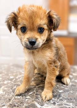 Paisley 0179 -  Terrier Dog for Adoption in Waldorf, Maryland - Paisley 0179 | PetCurious
