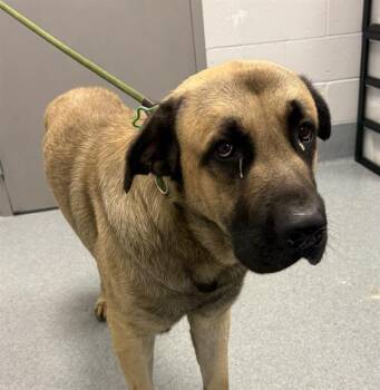 CHONK -  Mastiff Dog for Adoption in Indianapolis, Indiana - CHONK | PetCurious