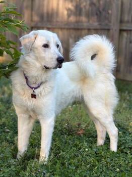 Great Pyrenees Dogs Available for Adoption in Nashville, Tennessee - Lucian | PetCurious