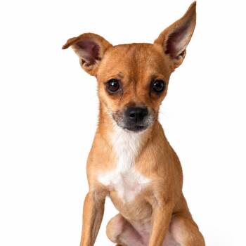 Max -  Chihuahua Dog for Adoption in Saratoga Springs, New York - Max | PetCurious