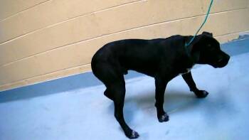 Pit Bull Terrier and Mixed Breed Dogs Available for Adoption in Tulsa, Oklahoma - CAPONE | PetCurious