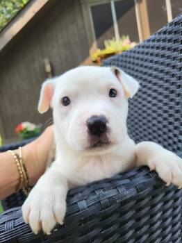 Charlotte Bronte -  Pit Bull Terrier Dog for Adoption in Pottstown, Pennsylvania - Charlotte Bronte | PetCurious