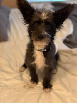 Rescue Terrier and Maltese Dogs for Adoption in Windsor, California - Milo | PetCurious